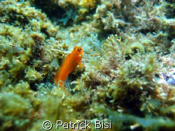 Picture taken at Ilhabela / Sao Paulo / Brazil. by Patrick Bisi 